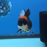 Thai Oranda Red Cap Panda Color 3 in Body Male (FEB-534)R3A03