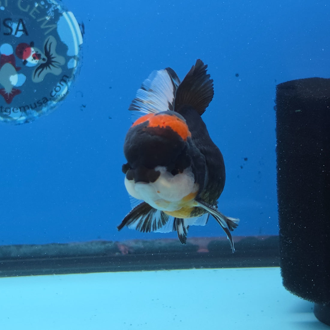 Thai Oranda Red Cap Panda Color 3 in Body Male (FEB-534)R3A03
