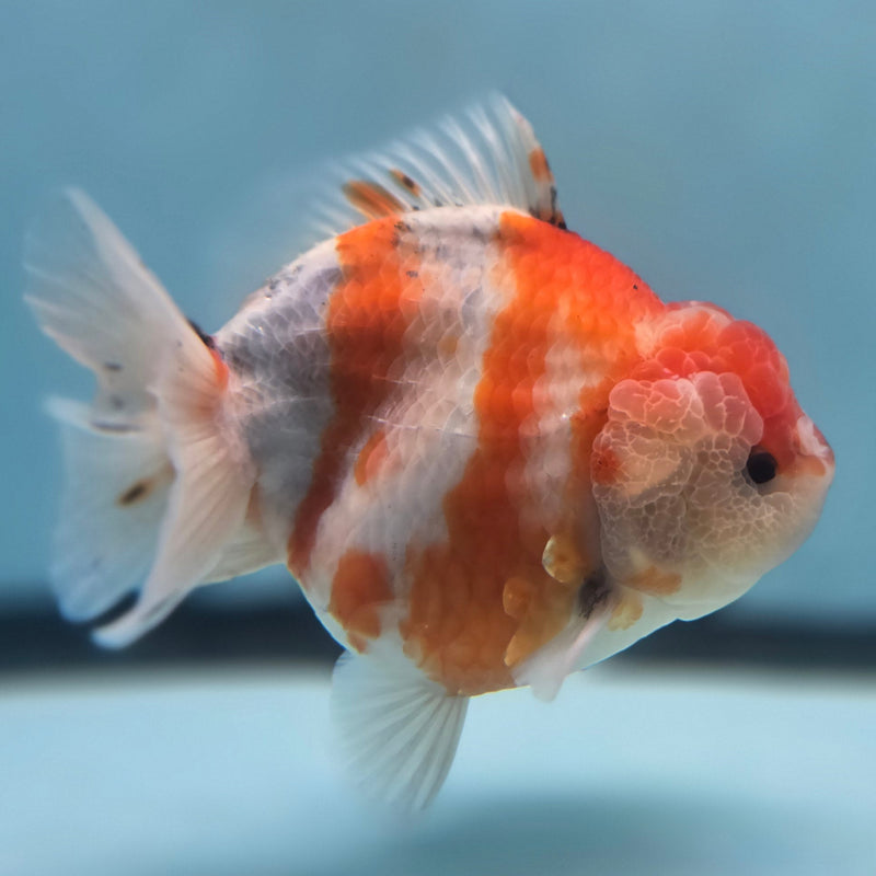 Thai Jumbo Sakura Yuanbao Oranda 4.50 inch Body (CRP-JO1048)SHOWTANK