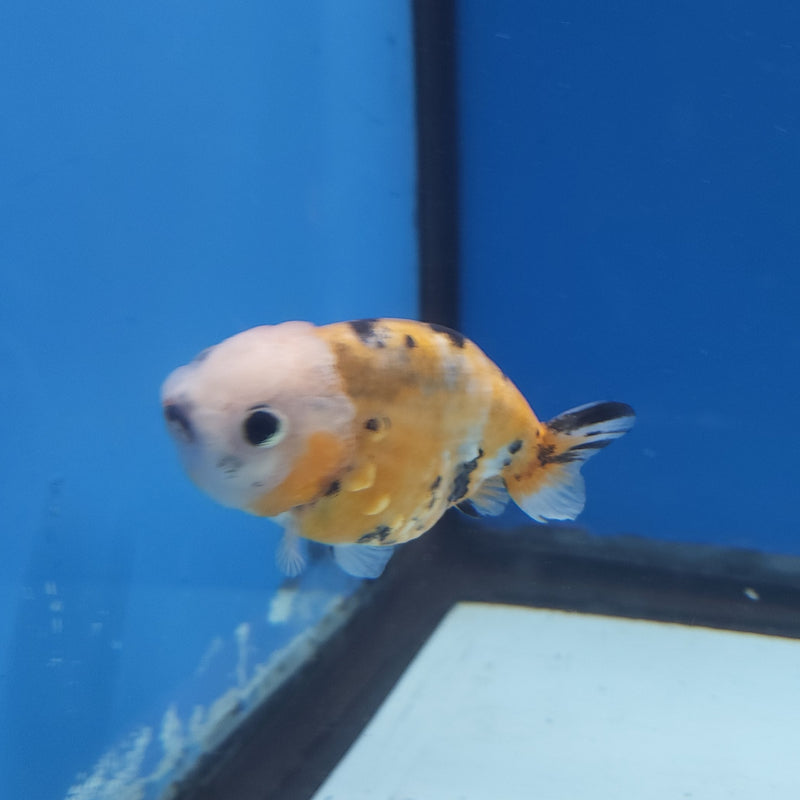 Chinese Ranchu Tiger 2.5in Female (FEB-329)R3B16