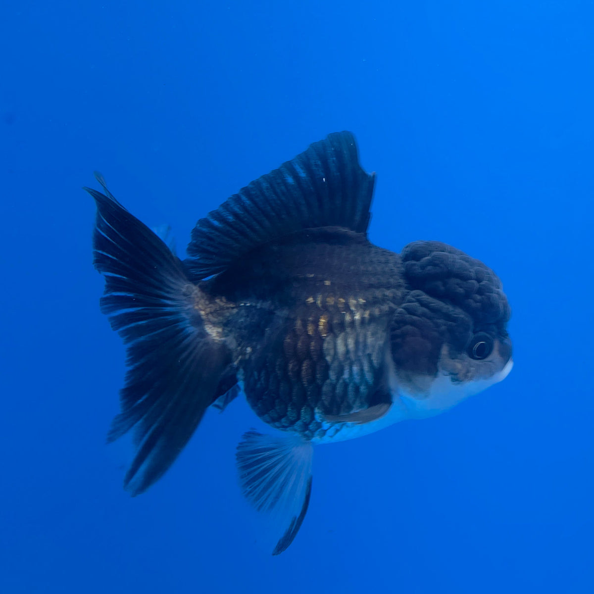 Thai Oranda Panda 3.5" Body Female (FEB-768)R2B07
