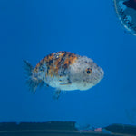 Thai Ranchu Gold/Granite Calico 2.5in Female (FEB-704)R3B18