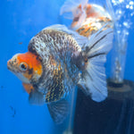 Competition Grade Calico Ryukin 3.25" Body Female(FEB-730)BLUETUBA