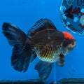 Thai Oranda Red Cap Black 4”Body Female(FEB-729)BlueTubA