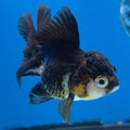 Thai Oranda Panda 2.5” Male(FEB-630)R3B15