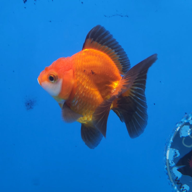 Thai Oranda Apache 2.5” Male (FEB-245)R3B04