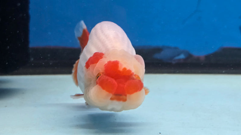 Thai Red/White Lionchu Ranchu 2.75 inch Body Male (NNN-2082)R4C07