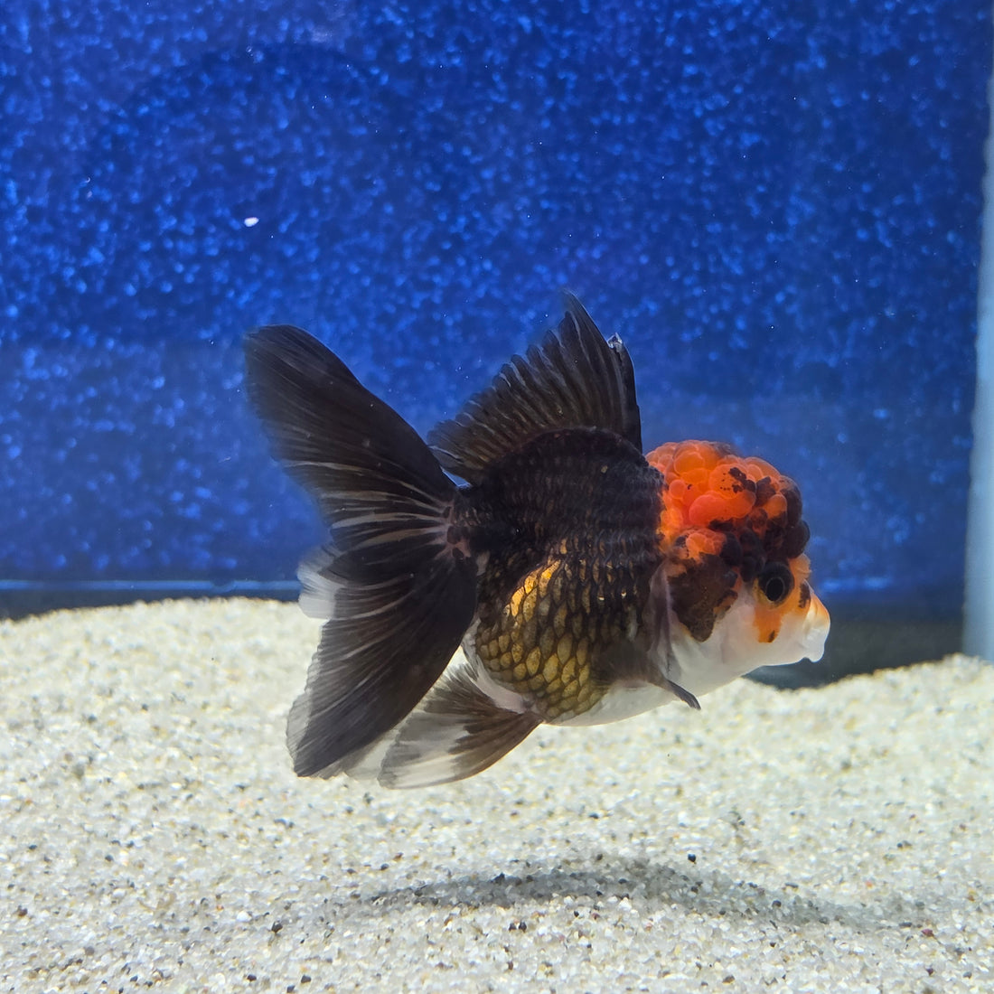 Thai Oranda Apache 2.3” Female(FEB-655)R3B21