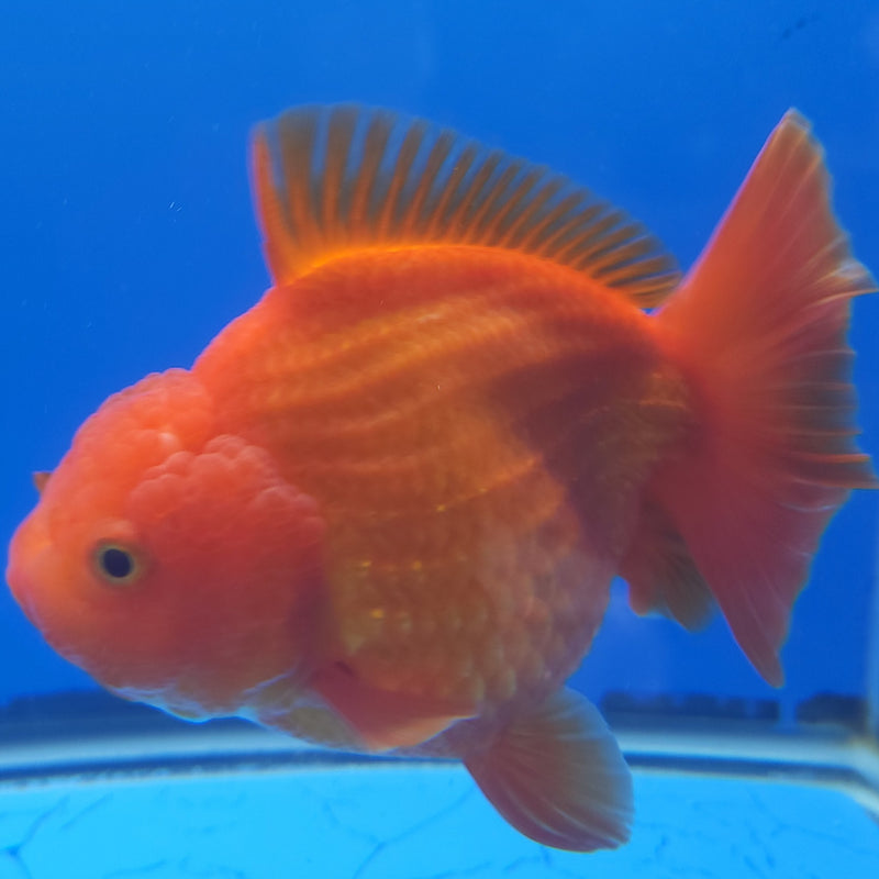 Thai Jumbo Oranda Red & White 5in Female (FEB-227)BLUETUB1