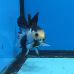 Thai Oranda Panda 2.8 in Body Female (FEB-528)R3A06