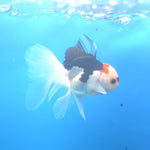 Thai Oranda Tri-Color 2.5” Male(FEB-668)R3B03