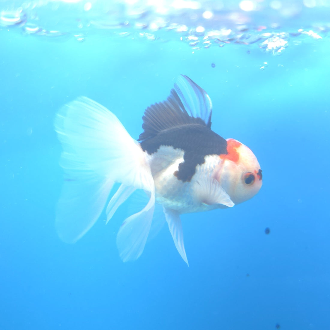 Thai Oranda Tri-Color 2.5” Male(FEB-668)R3B03