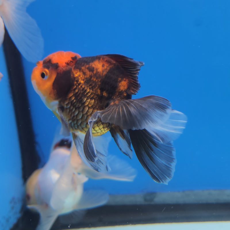 Thai Oranda Apache-Tri  2.5 M (FEB-180)R3A07