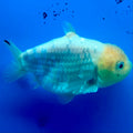 Thai Ranchu White Lemonhead Shark 3.5in Female (FEB-446)BLUETUBA