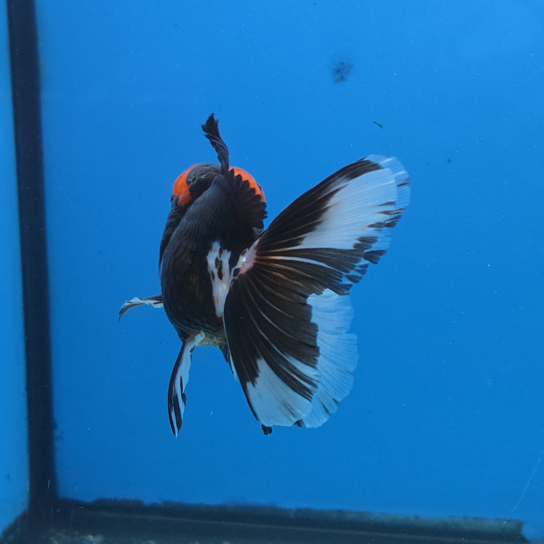Thai Oranda Red Cap Panda Color 3 in Body Male (FEB-534)R3A03