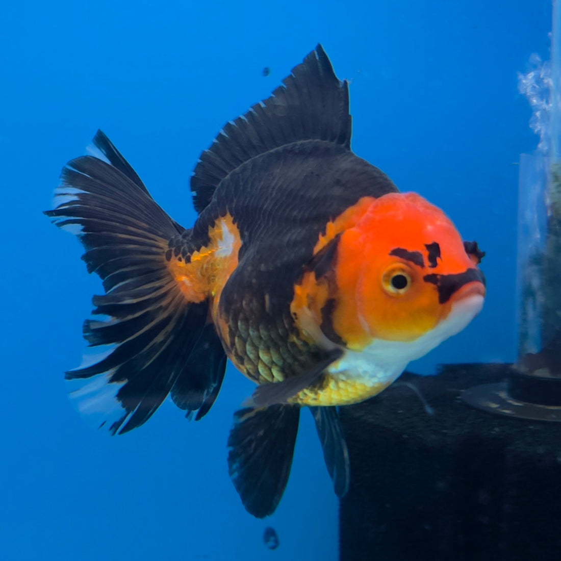 Thai Oranda Jumbo Breed Apache 3.5" Body Female (FEB-607)