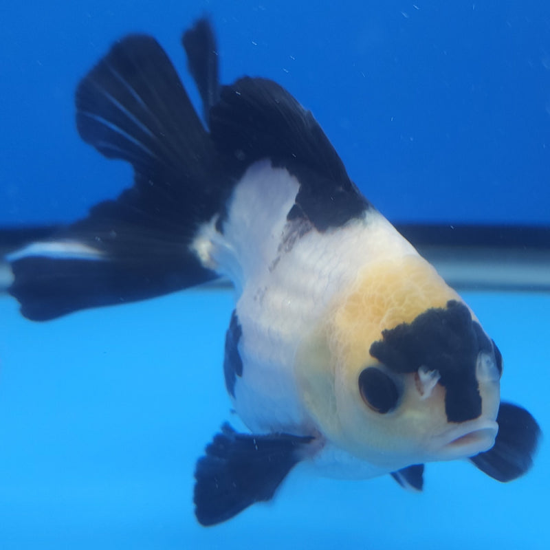 Thai Panda 3in Male (FEB-206)R3A05