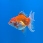 Thai Oranda White & Red 2.5” Female(FEB-673)R3B01