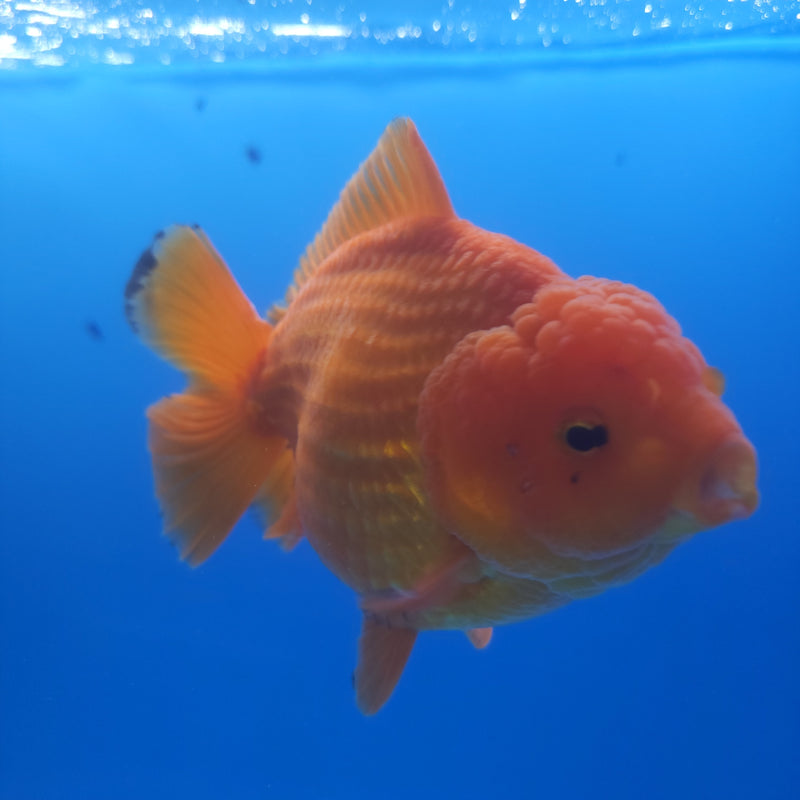 Thai Jumbo Oranda Red & White 4in Female (FEB-233)BLUETUB1