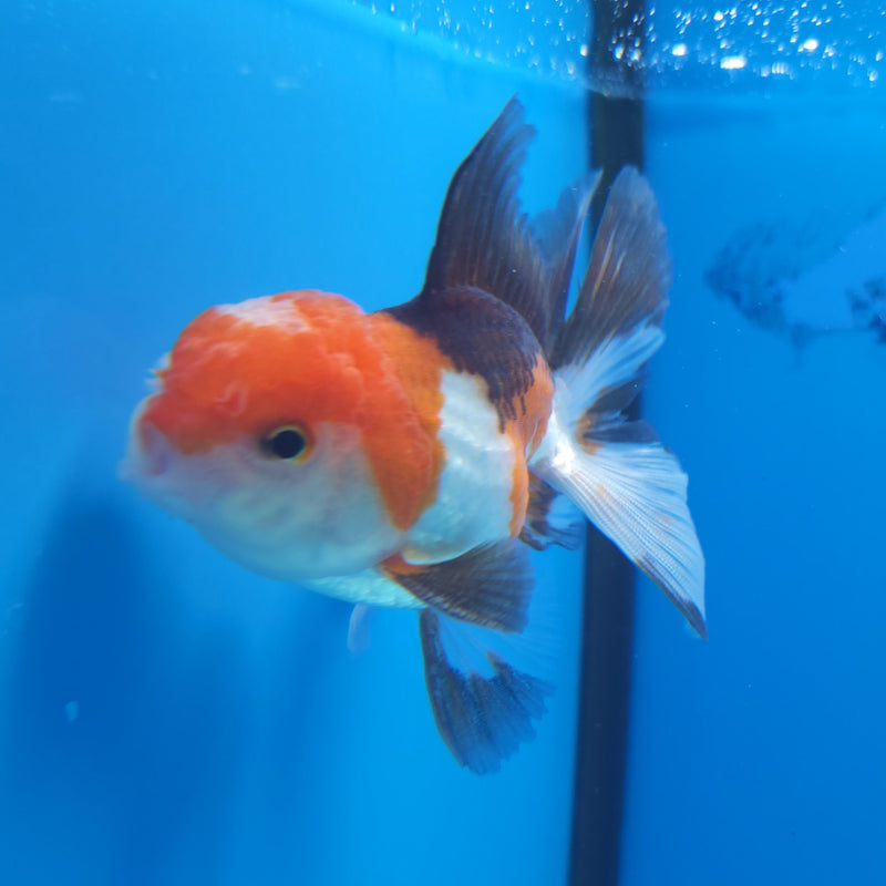 Thai Oranda Tri-Color 2.5” Male (FEB-261)R3B18