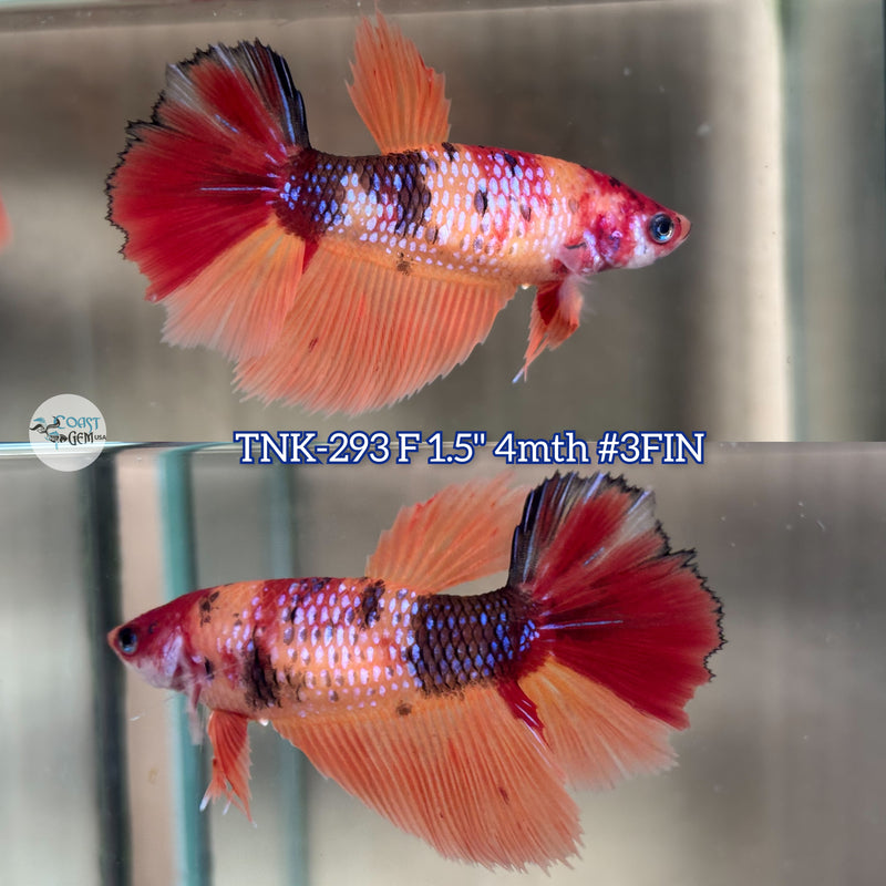 Live Female Betta Nemo Metallic Halfmoon (TNK-293) High quality what you see what you get!!