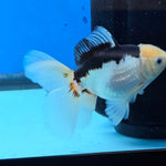 Thai Oranda Panda 2.8 in Body Female (FEB-529)R3A06