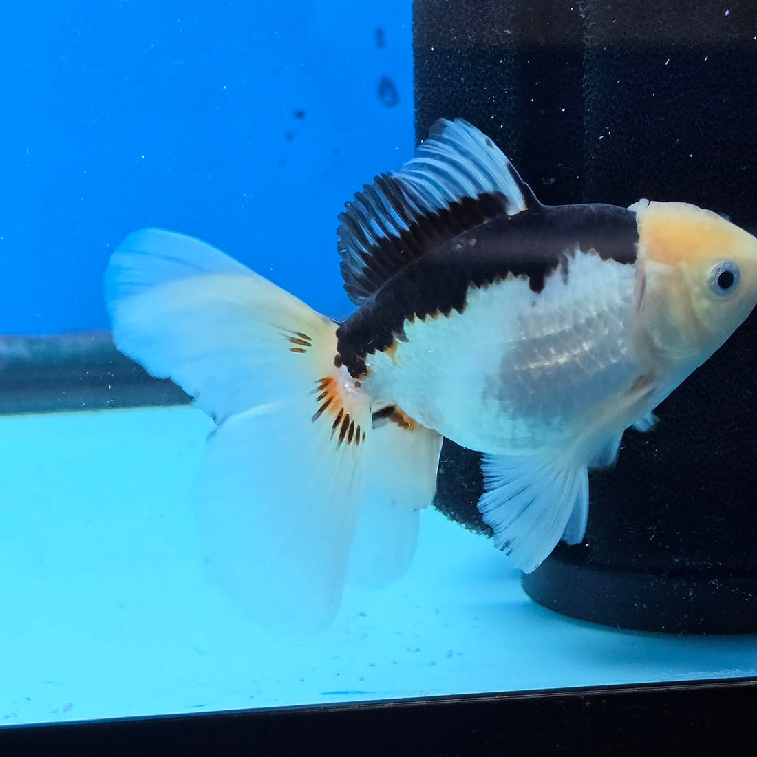 Thai Oranda Panda 2.8 in Body Female (FEB-529)R3A06