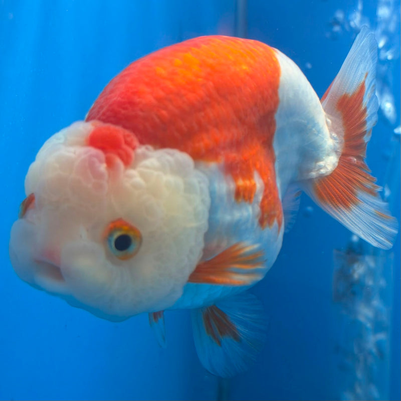 Thai Red & White Ranchu 4” Body Female(FEB-404) BLUETUBD