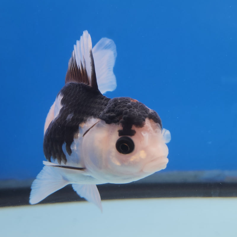 Thai Oranda Panda Tri-Color 2.5 F (FEB-185)R3A07