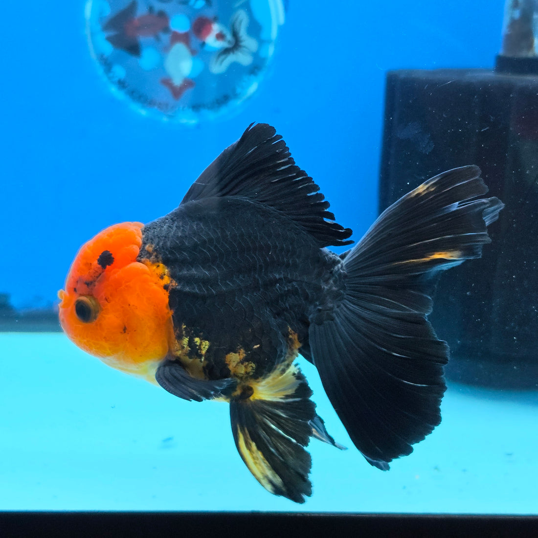 Thai Oranda Apache 4" Body male 9mths(FEB-568)R3A01