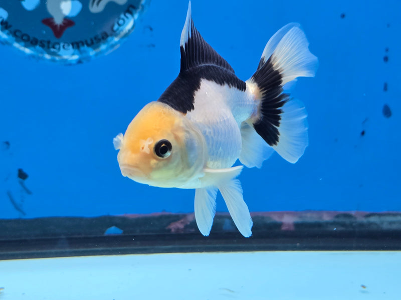 Thai Lemon Head Panda Oranda 2.50 inch Body Male (NNN-2078)R4C03