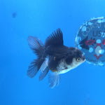 Thai Oranda Panda 2.5” Female(FEB-649)R3B05