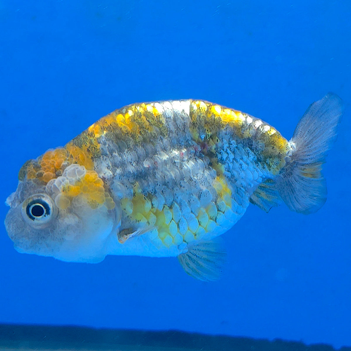 Thai Ranchu 2.50" Body Female (FEB-862)