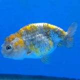 Thai Ranchu 2.50" Body Female (FEB-862)