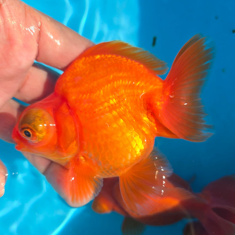 China Full Red Demekin Telescope 3.00 inch Body (CGF)