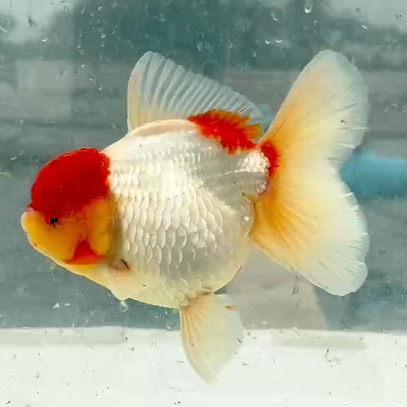 Thai Red/White Oranda Orchid Tail 4.00 inch Body (QGF-JO1174)