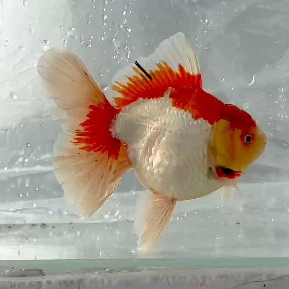 Thai Premium Red/White Orchid Tail Oranda 4.00 inch Body (QGF-JO1134)