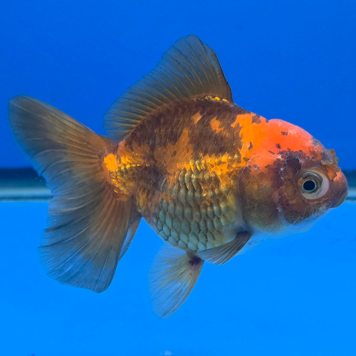 Thai Oranda Apache 3.5" Body Female (FEB-895)R2A09