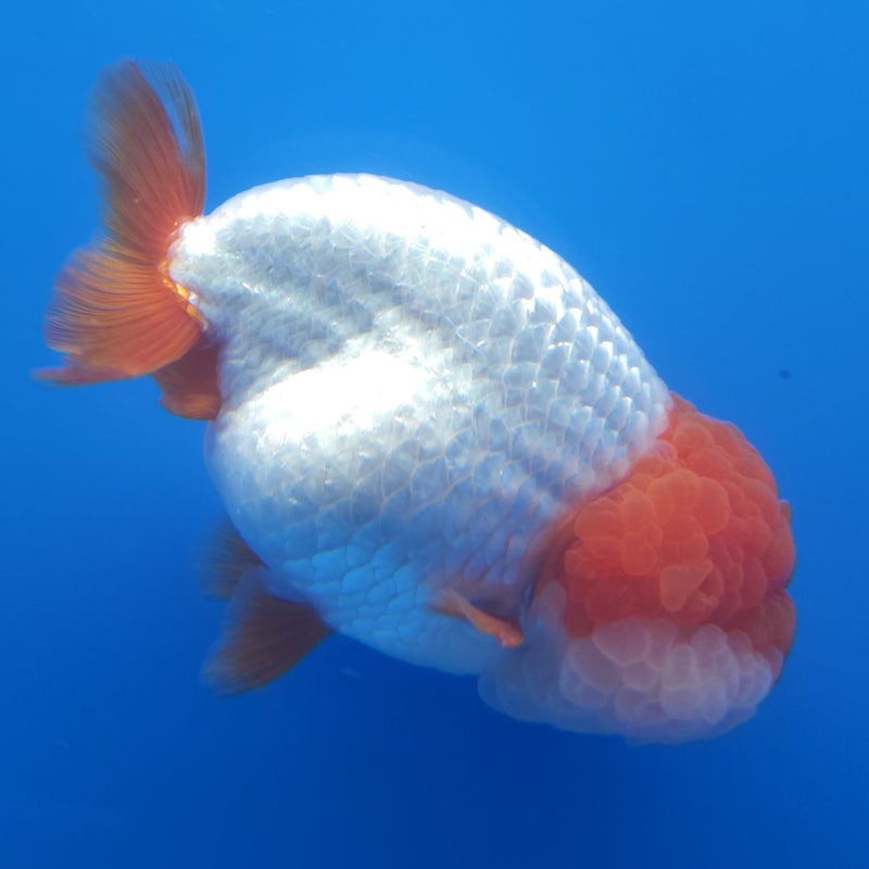Thai Jumbo Ranchu Red & White 5in Female (FEB-214)SHOWTANK2