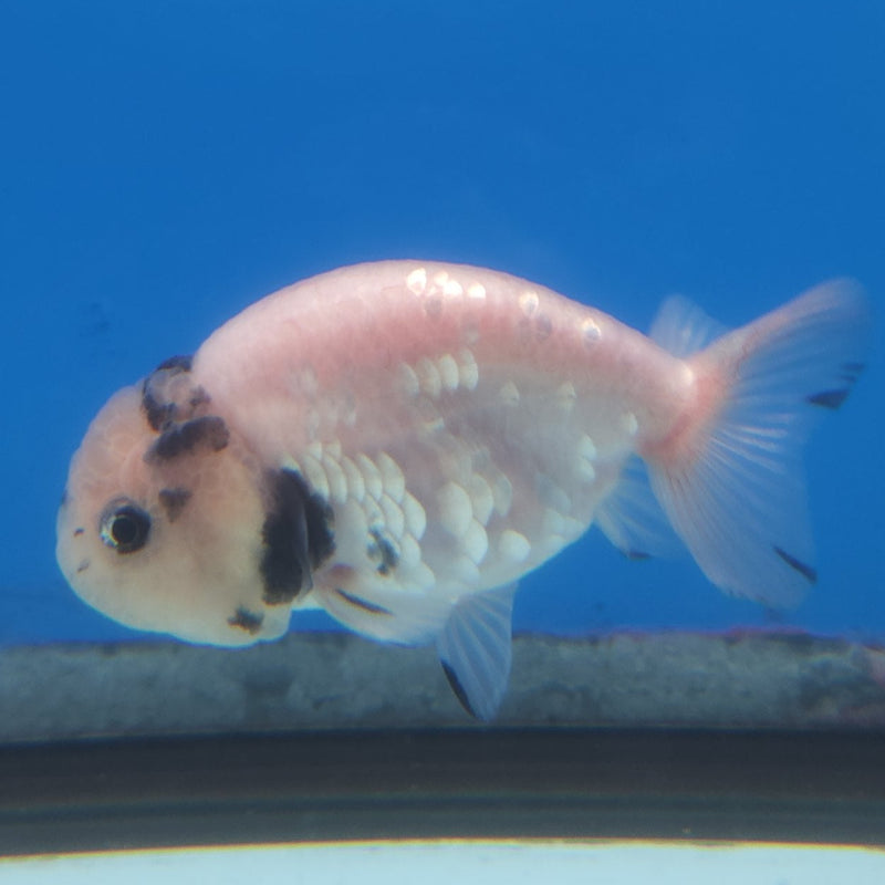 Thai Ranchu White Tiger 2.5in Female (FEB-344)R3A14