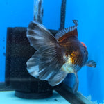 Thai Oranda Red Cap Black 4”Body Female(FEB-729)BlueTubA