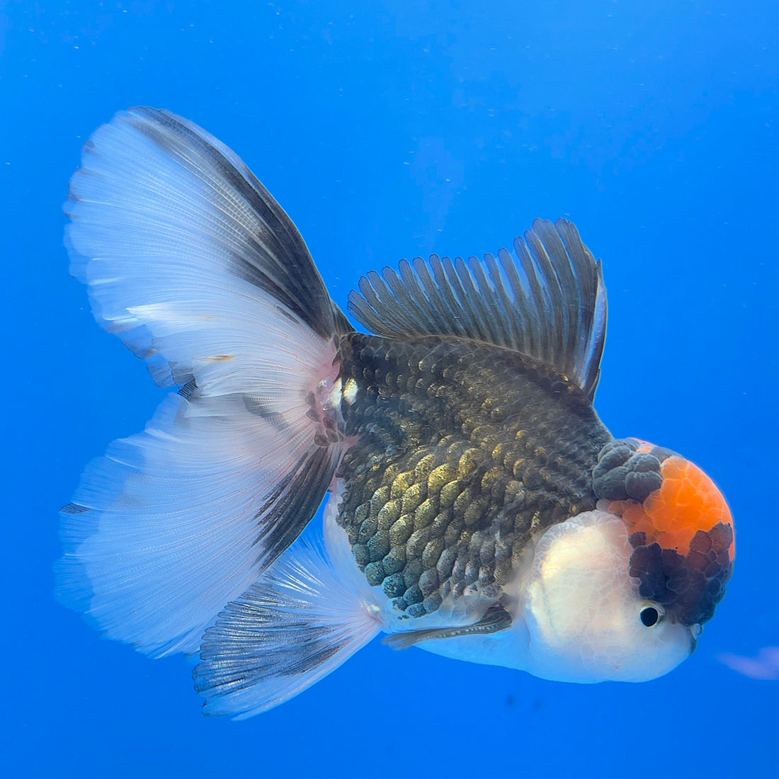 Thai Oranda Red Cap Panda 3.5” Female(FEB-718)R1B07