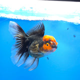 Thai Oranda Red Cap Panda 3.00" Body Female(FEB-760)R2B07