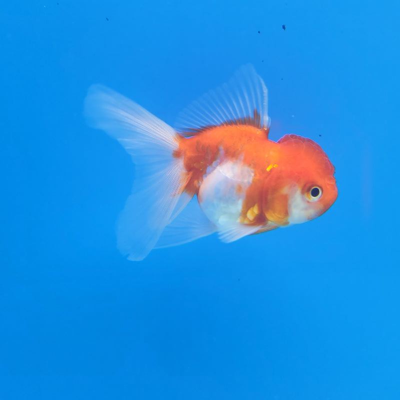 Thai Oranda Red & White Sakura 2” Body Female (FEB-171)R3A08