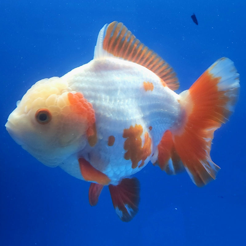 Thai Jumbo Oranda Red 4.5in Female (FEB-239)BLUETUB1