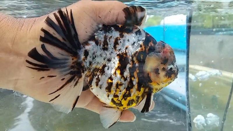 Thai Jumbo Tri Color Tiger Calico Orchid Tail Oranda by NK THAILAND 5.00 inch Body (NKT-JO2021)