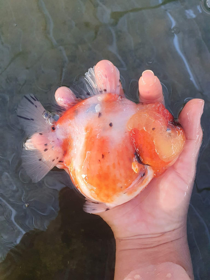 Thai Jumbo Sakura Yuanbao Oranda 4.50 inch Body (CRP-JO1049)