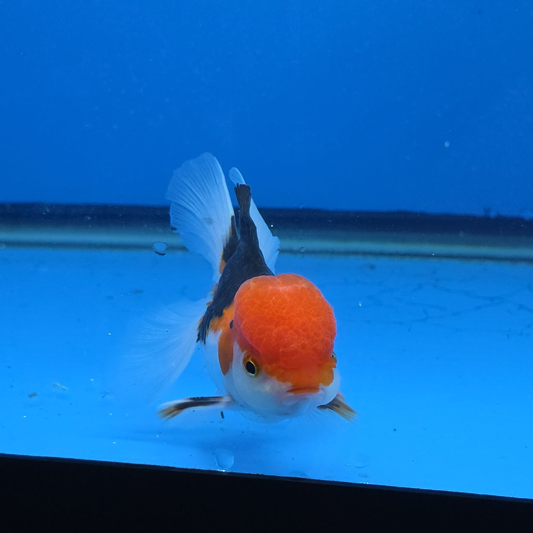 Thai Oranda Red Cap Tri Color Color 3.5 in Body Male (FEB-537)R3A03
