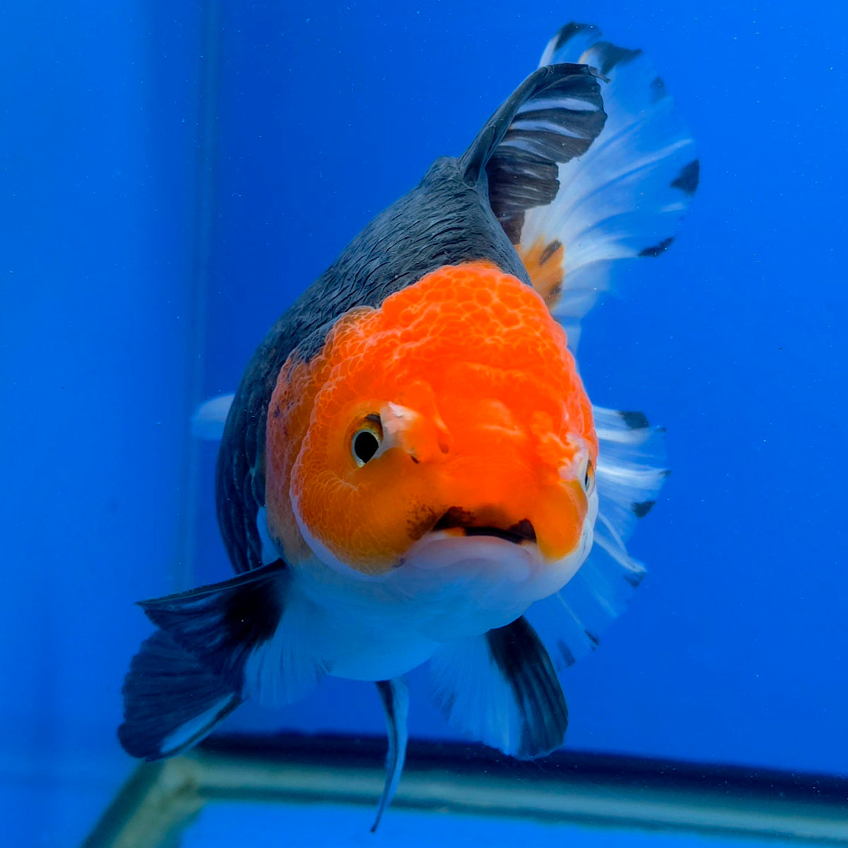 Thai Oranda Jumbo AA Grade Tri-Color 5.50 inch Body Female (FEB-845)R2A14