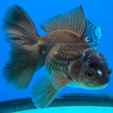 Thai Oranda Super Black 3.5" Male(FEB-426)BLUETUBB